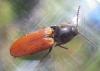 Ampedus sp.